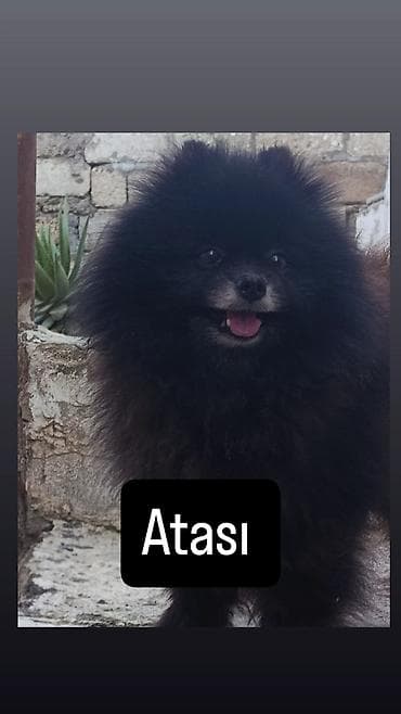 ördək balası neçə günə çıxır: Pudel, Peyvəndli — 6