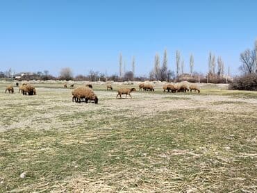 Məhsul: Qoyun sürüsü (xəzliyi qəhvəyi və ağ tonlarda, yerli cinslər)