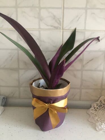 etotu bitkisi: Tebii guller — 1