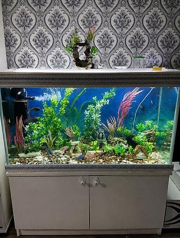 Akvarium-şkaf, Boş, 351 l, Ünvandan götürmə lalafo.az -da Akvarium-şkaf, Boş, 351 l, Ünvandan götürmə