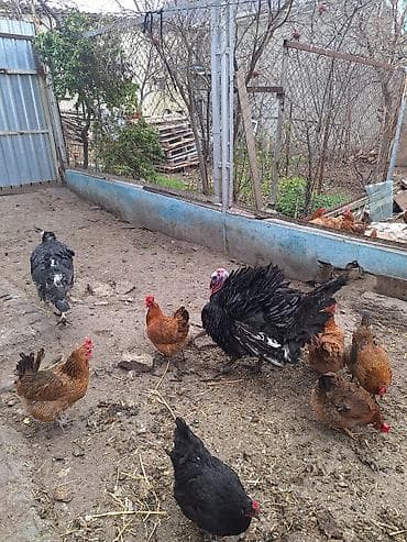 cənnət quşu: 2 xoruz 2 fərədi ramanıdadı . yumurtuyullar ağ fərə uje — 6