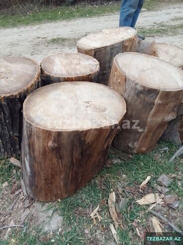 Kim belə kötük sayırsa yazsın bizə - Diametri təxminən iri ölçülü