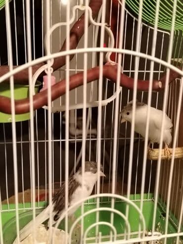 cuce qefes: Məhsul: Qloster kanareyka (Gloster Canary) Təsvir: - Şəkillərdə — 2