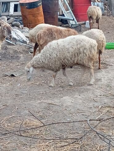 ağdam xoruzu gence: Salam .13 baş qoyundu.hamisi boğazdır,2-5 qarına.1 ay doğalar saglam — 3