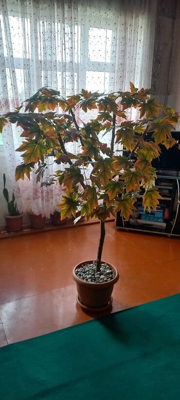 Evlər, otaqlar, dəhlizlər, ofislər, restoranlarınızın dekorasiyası