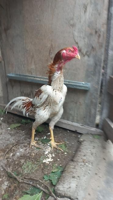 Aseel tipli xoruz 8 aylıqdı təmiz Qandı hələ banlamaxa başlamayıb — 1