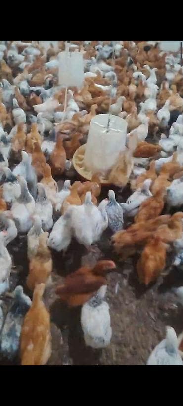 BİLƏCƏRİ : TAM DAMAZLIQ ✅. LOHMAN BRAUN - LİDER 55- SEREBİST lalafo.az -da BİLƏCƏRİ : TAM DAMAZLIQ ✅. LOHMAN BRAUN - LİDER 55- SEREBİST