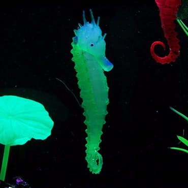 at dayca: Akvarium silikon isiqveren deniz ati — 3
