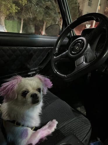 йоркширский терьер баку: Пекинес, 8 месяцев, Самка, Самовывоз — 3