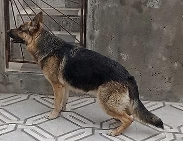 xaski sekilleri: Alman çoban iti, 1 il, Dişi, Peyvəndli, Ünvandan götürmə — 2