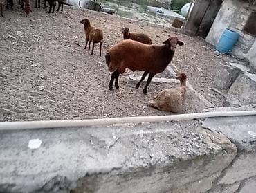 mal bazari: Erkək, il: 1, Ətlik, Ünvandan götürmə — 7