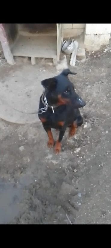 it balari: Doberman, Peyvəndli — 5