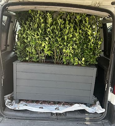 kala bitkisi: İsdənilən ölçüdə yiqmaq mumkundur bitki ilə birgə Satışı var — 6