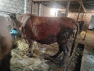 ala inek: Dişi, il: 6, Südlük, Ünvandan götürmə — 4