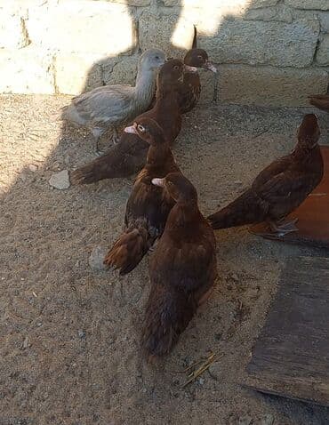 Krasnadar və lavanda cinsi lal ördəklər satılır.3,5