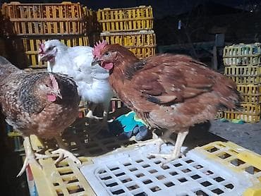 toyuq dami: COLPALAR 7MANATDI COX GÖTÜRENE 6MANAT 50Lİ QƏPİY OLACAQ ÜNVAN — 3