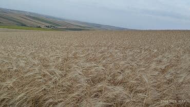 Грунт: Sentosa arpa toxumu - Fotoşəkillərdə göstərilən geniş sahələrdə — 1