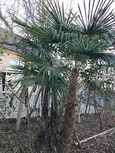 Çöl bitkiləri: Palma ağacı gövde boyu 2 m den çoxdur obsi boyu 4 m yaxın olar — 1