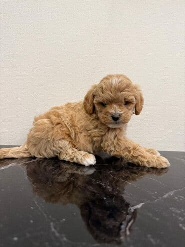 где можно купить собаку мальтипу: Pudel — 4