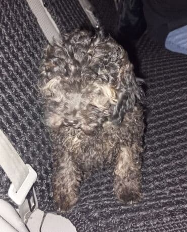 avcarka balası: Pudel — 2