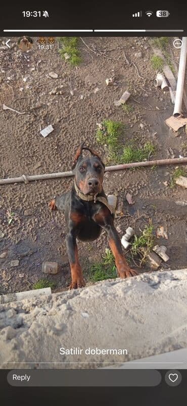 Great Wall: Doberman — 1