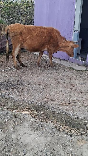 Dişi, il: 4, Südlük, Ünvandan götürmə