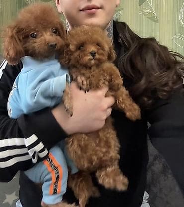 Pudel, 2 ay, Dişi, Ünvandan götürmə