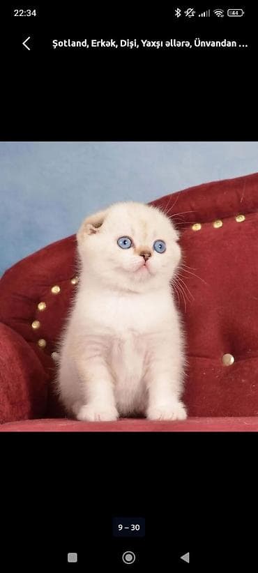 pişik baytarı: Şotland, Yaxşı əllərə — 1