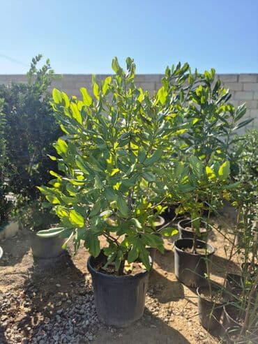 həmişə yaşıl bitkilər: Bağ və landşaft üçün iynəyarpaqlı dekorativ bitkilər - Thuja — 18