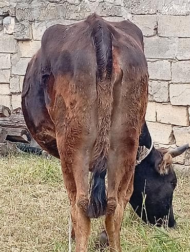 Коровы, быки: Ətlikdi 1 qarin dogub super kokdu Real alcilalar Narahat etsin Başı — 4