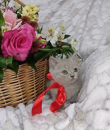 at satisi: Britan, Dişi, Pulsuz çatdırılma — 6