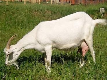 Бараны, овцы: Keçilər və qoyunlar çoxdu Balalı keçiıərdə var boğaz olanda var — 3