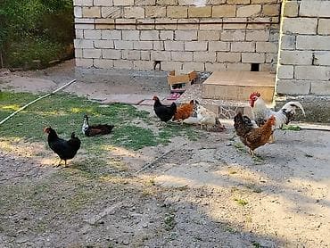 6 de yumurtayan toyuqlar var 1 de xoruz toyuq 11 xoruz 20 sağlam