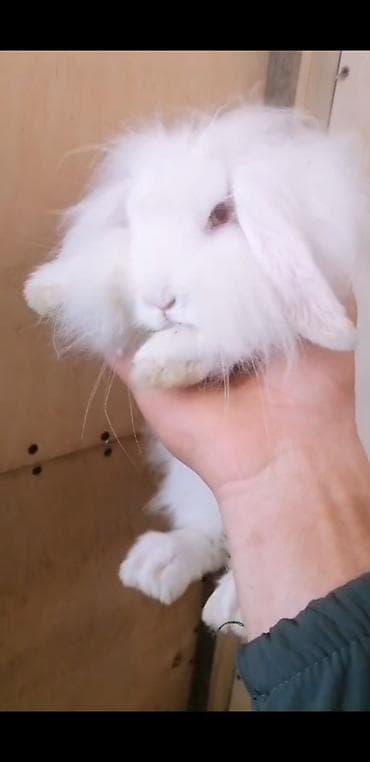 velikan dovsan: Ağ tüklü quşqulaq (lop-eared) dekorativ dovşan ev dosani reyal aliciya — 1