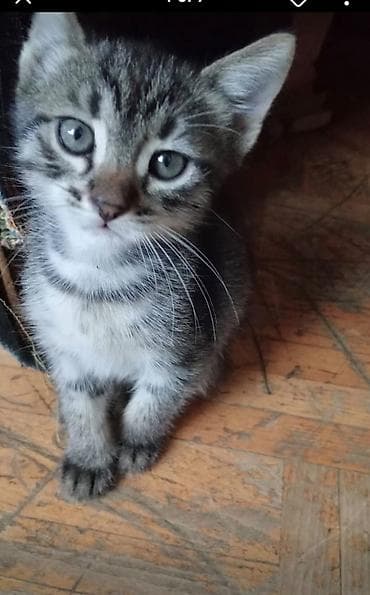 Котенок в добрые руки