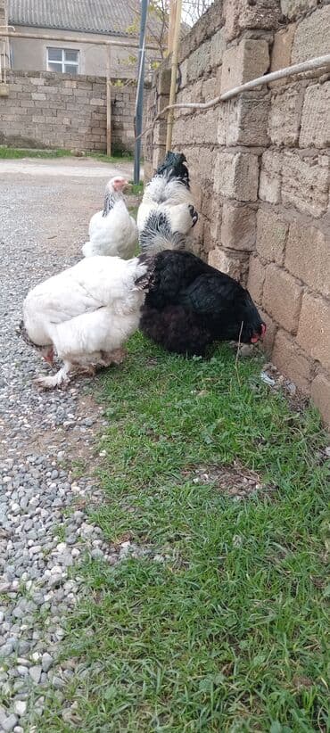 Qazlar: Brahma toyuqları – yumurtacı və ətlik iri cins 3 toyug 1 xoruz 280 m — 9