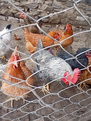 K/t heyvanları və malları: Təsvir: Xarqov xoruzu satilir 2ədəd ikisi 50manat — 3