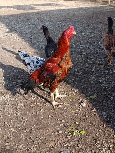 it yem: Xoruz, il: 2, Ödənişli çatdırılma — 1