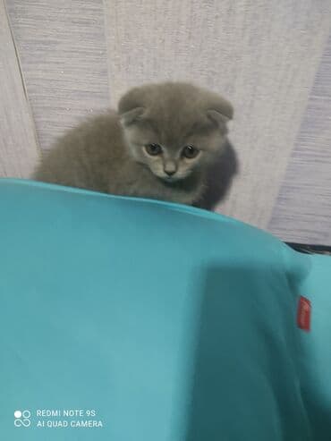 mingəcevir pişik: Şotland, Erkək, Dişi, Yaxşı əllərə, Ünvandan götürmə — 11