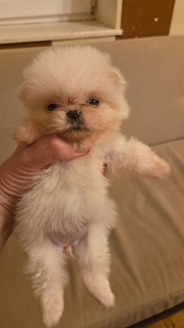 qiz it: Pekines, 2 ay, Peyvəndli — 2