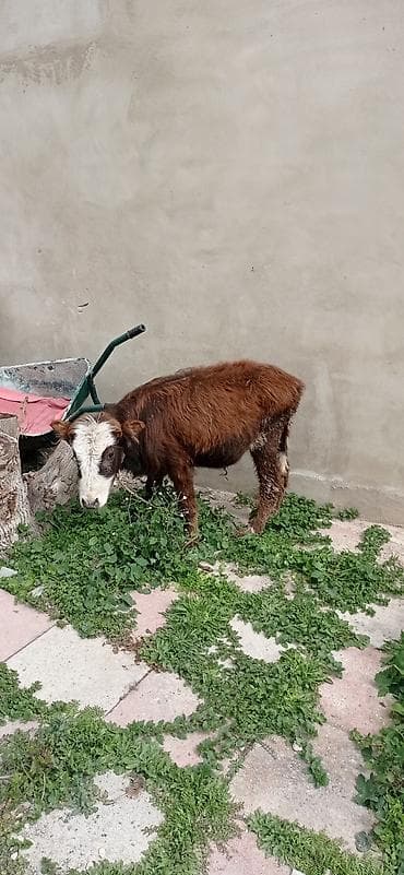 buzov satışı: Satılır: balaca dana - Cins: qarışıq (qəhvəyi bədən, ağ-al rəngli — 3