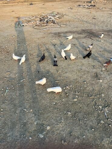 Akvarium aksessuar və ləvazimatları: Göyərçinlər zabratdadı hamsı uçan quşlardı isdəyən olsa gəlsin həyətdə — 5