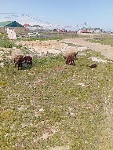Бараны, овцы: Qoyun ana və 2 quzu dəsti - Cins: yerli qoyun (quzu rəngi — 5