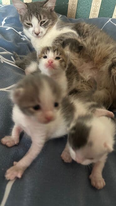 купить кота в баку: Самка, В добрые руки — 6