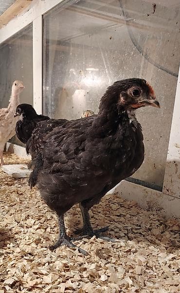 qoyun satilir: Salam Aleykum, Dunyanın ən iri cinsi olan Jersey Gigant toyuqunun 35 — 3