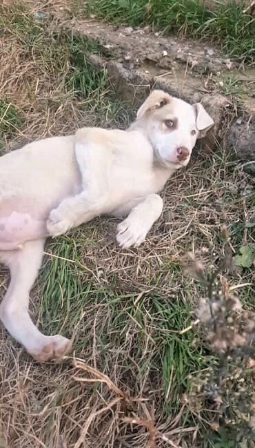 it hekimi bakida: 3 ay, Erkek, Pulsuz çatdırılma — 3