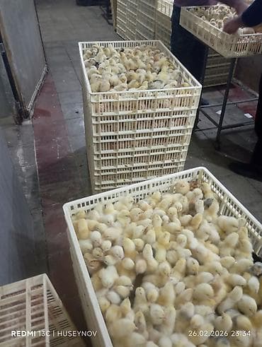 hind quşu yumurtası: 15 günlük süper lider cucesi vaxsinadiyalari verilib Saba lasota — 9