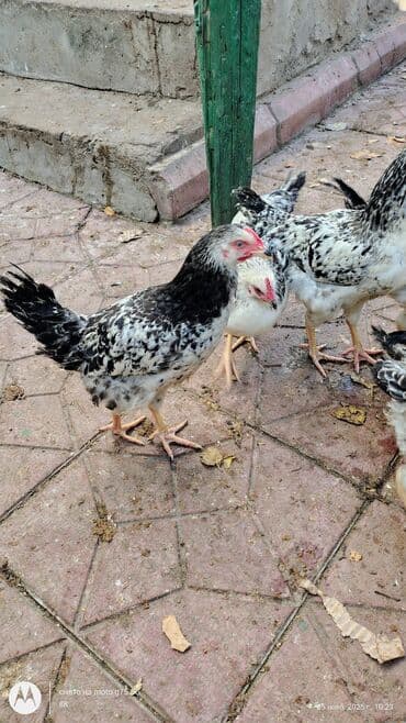 quş qaz: Toyuq cücələri, Damazlıq — 8