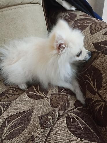 pomeranian şpitz: Şpitz, 4 ay, Dişi, Peyvəndli, Ünvandan götürmə — 7