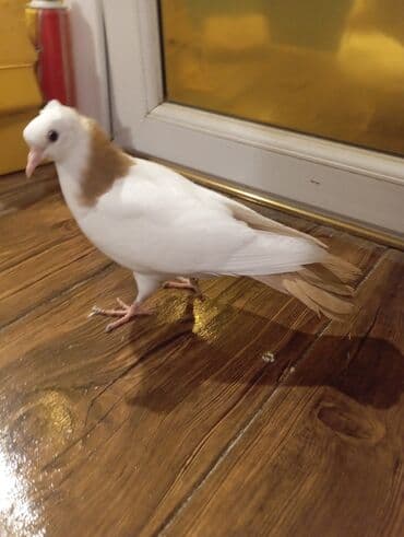 tap az goyercin satisi: Cins: göyərçini Rəng: Sarı boynuĝüllü desde kekilli boyun pecat — 7